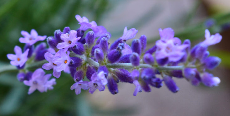 Lavender-flower. Botany Tour of Greece Lavender flower