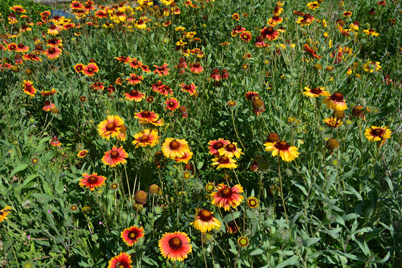 Athens Botanical Garden at Haidari