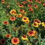 flowers at the Diomedus botanical garden of Athens