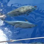 Dolphins, the Aegean sea