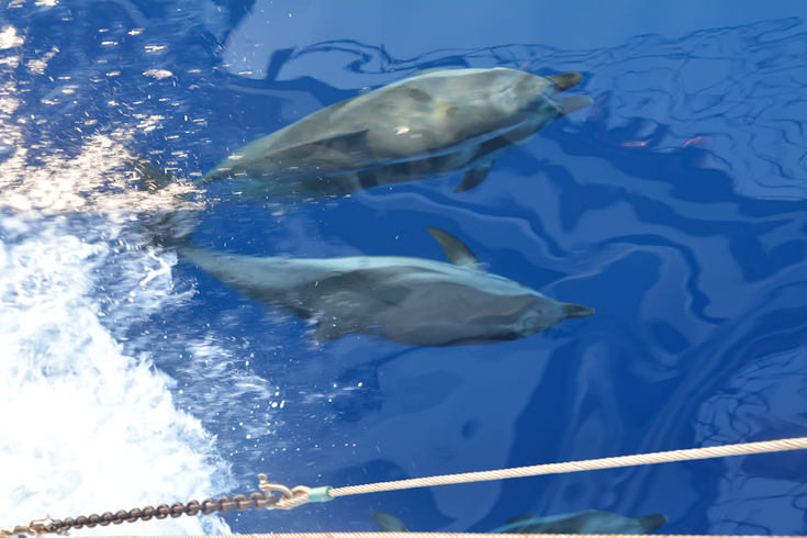 Dolphins, the Aegean sea. 