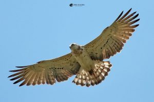 Greece, Birding Tour