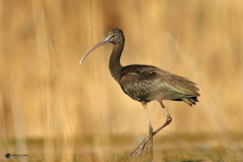 cv-0002 Amazing Birdwatching Tour of Greece