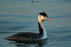 Birds observed in Greece