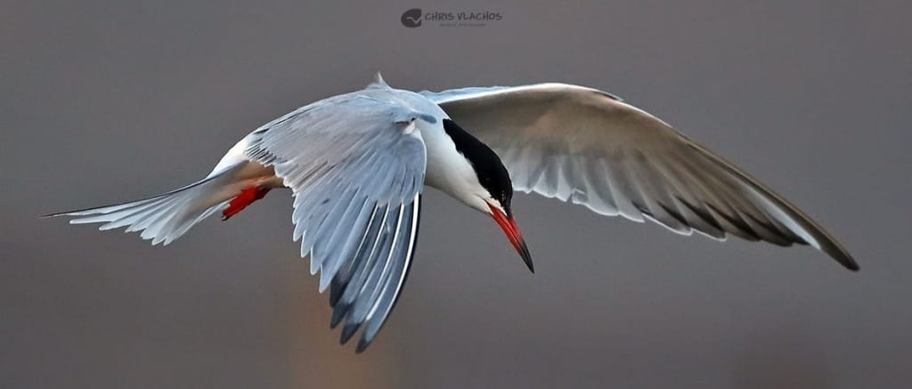 Birds in Greece. Birdwatching Tour of Greece