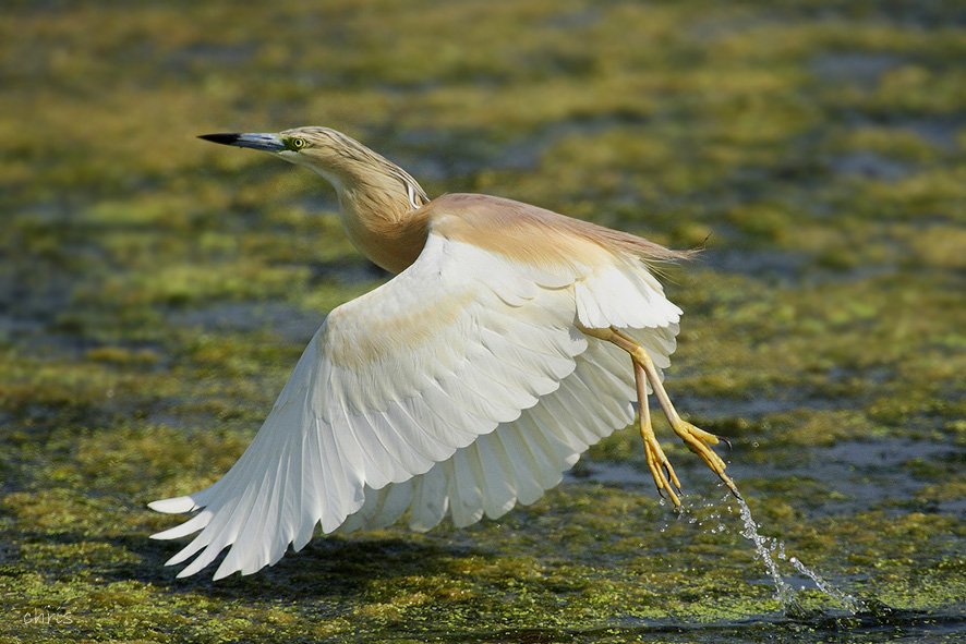 Birding in Greece