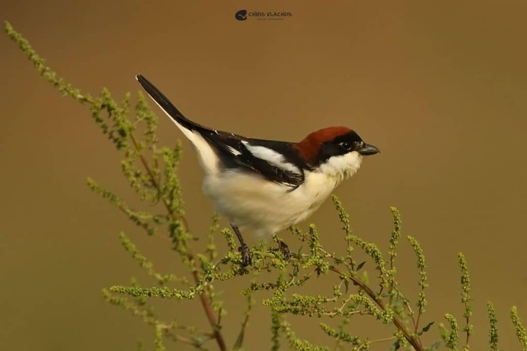 Greece Birdwatching enthusiasts - courtesy of Chris Vlachos