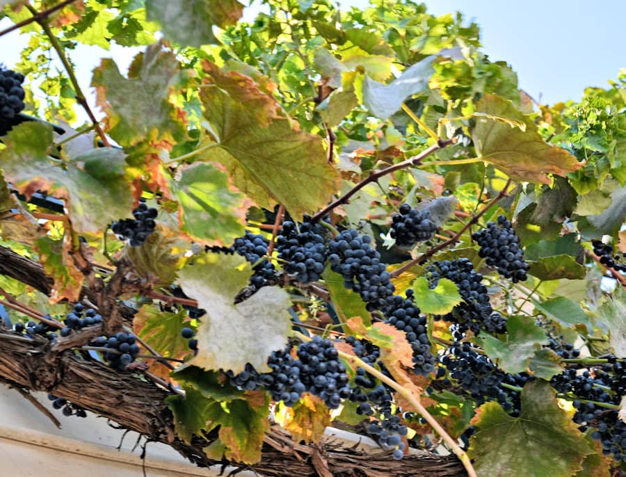 grapes02 Vines